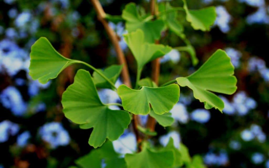 Ginkgo Biloba