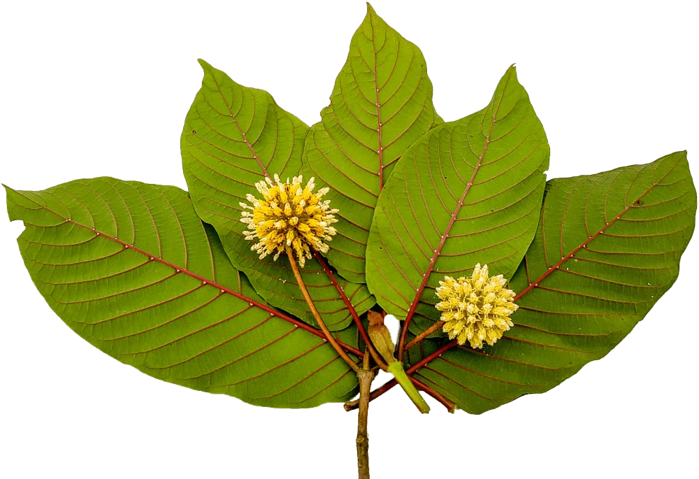 Kratom Leaves